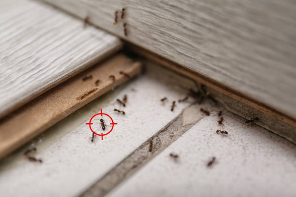 Best Ant Control Services  in Wright Patterson Af, OH
